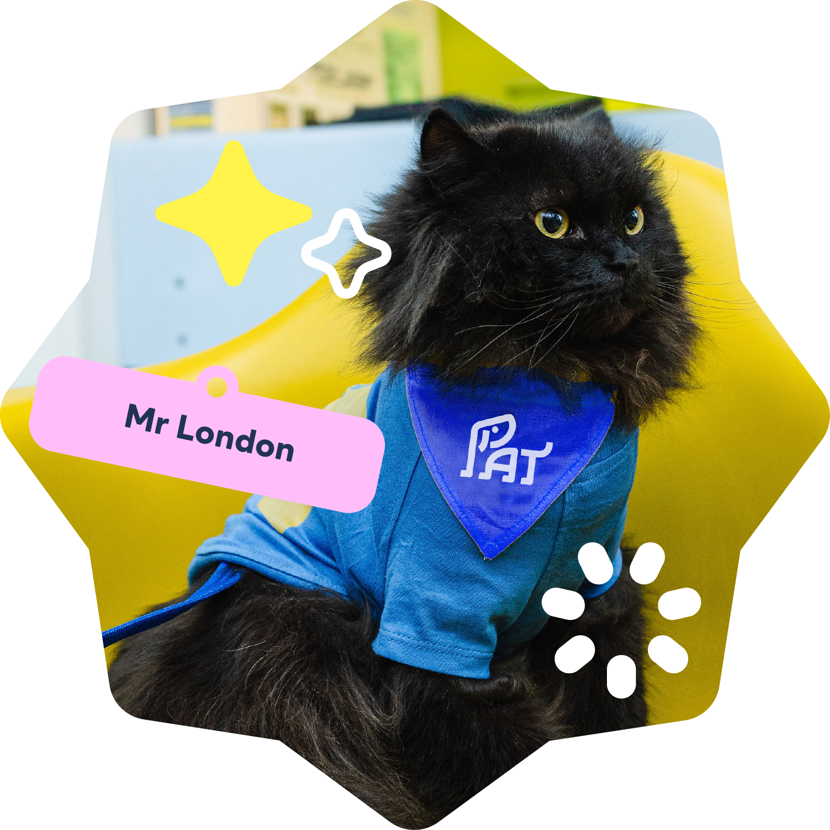 PAT Cat Mr London alone